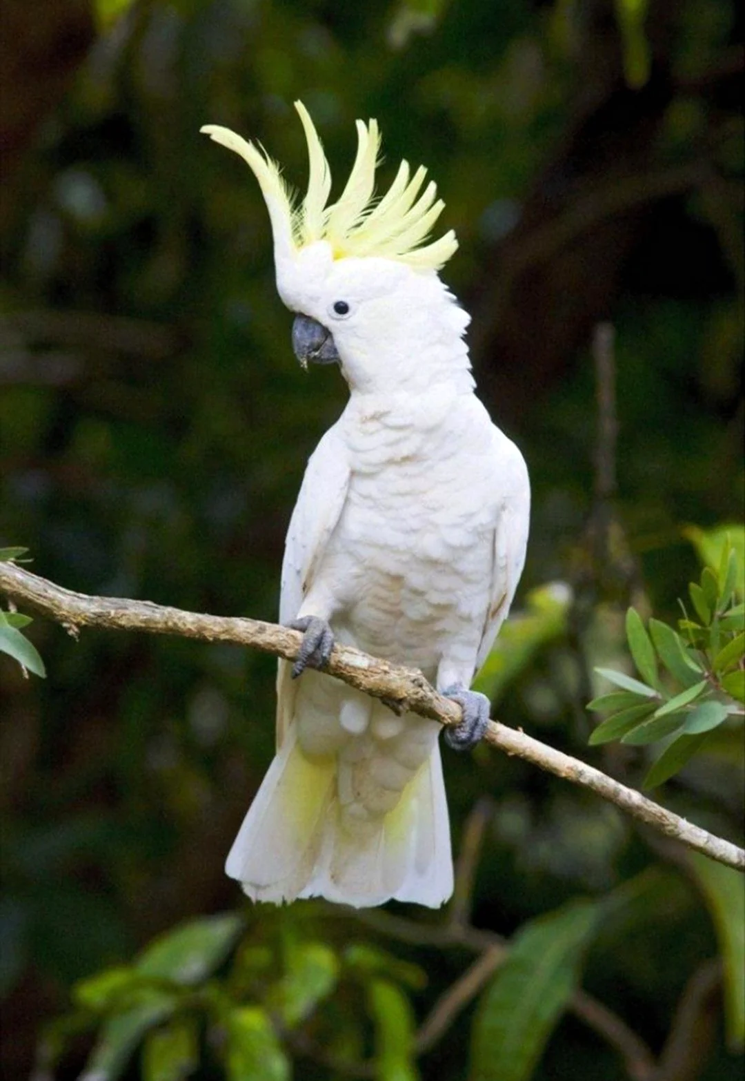 Попугай Какаду желтохохлый