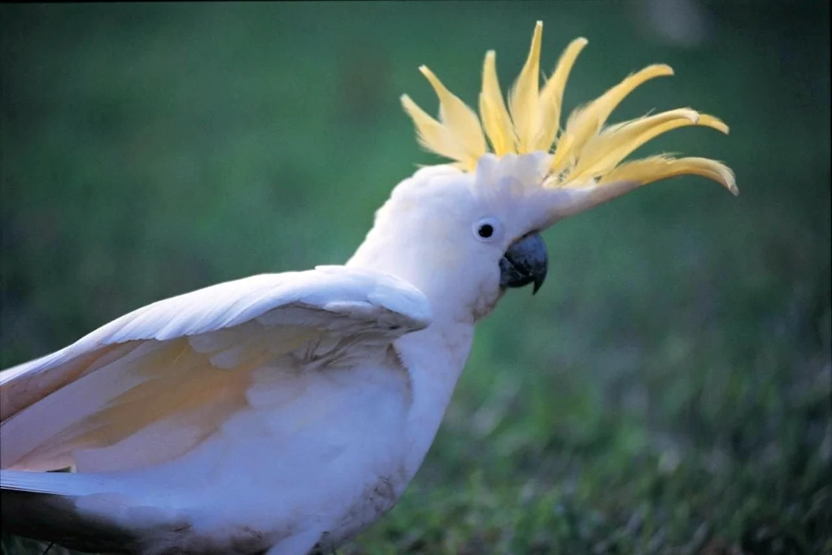 Попугай Какаду желтохохлый