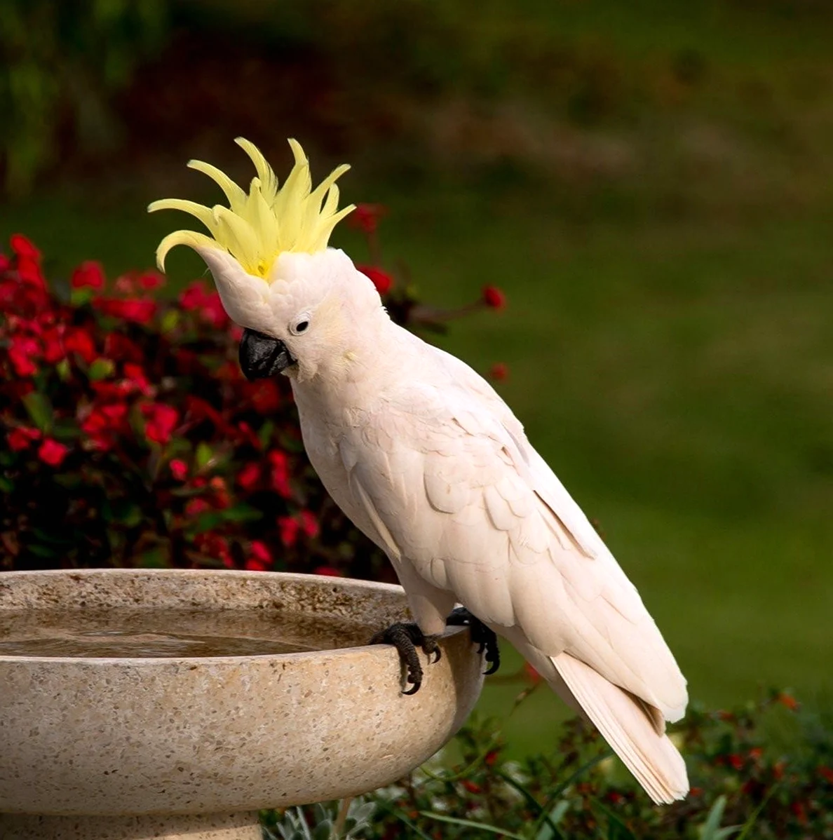 Попугай Какаду желтый