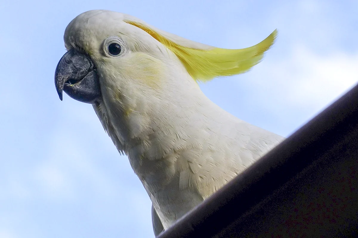 Попугай Какаду желтый
