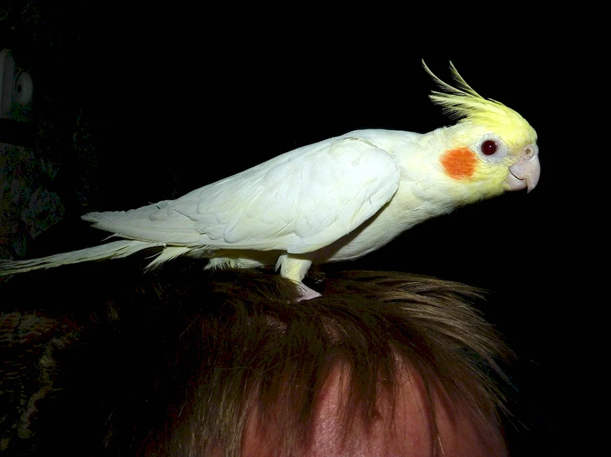 Попугай корелла маленький