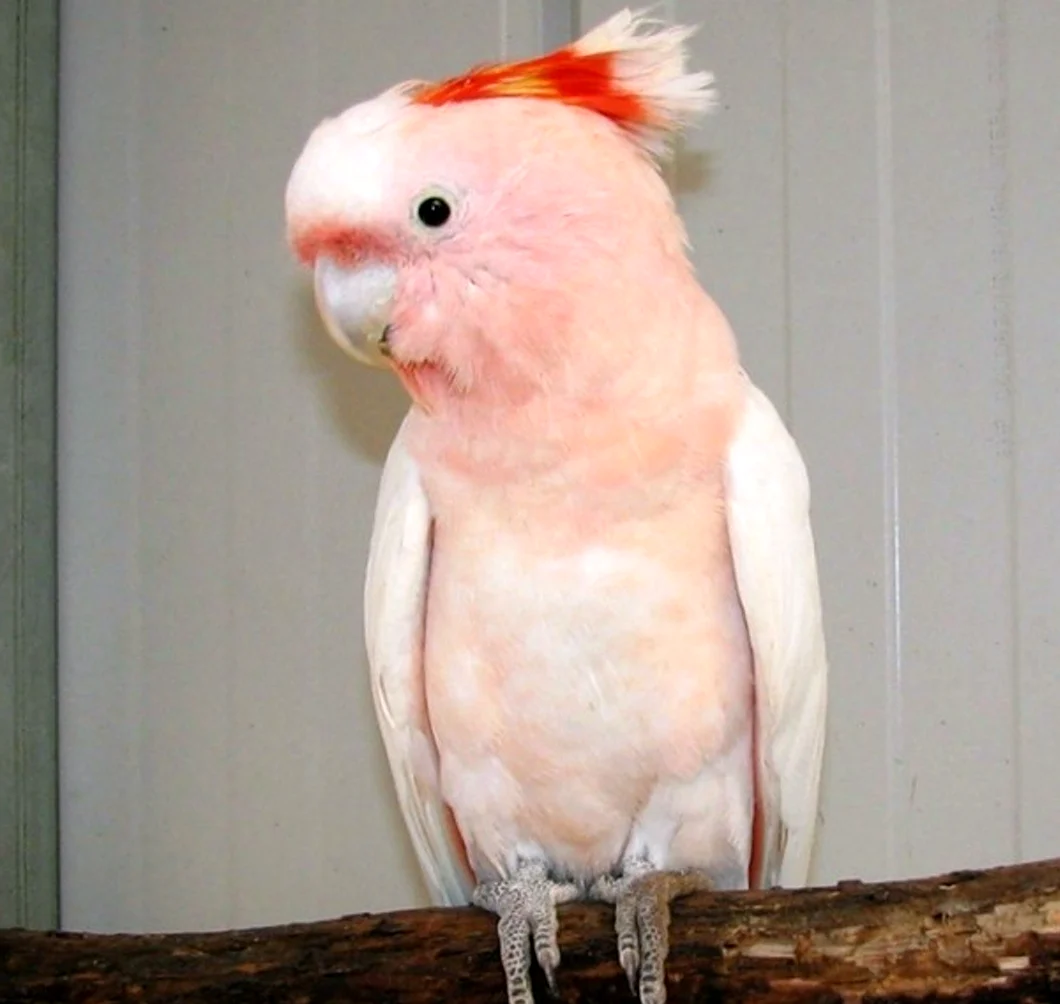 Попугай корелла розовый