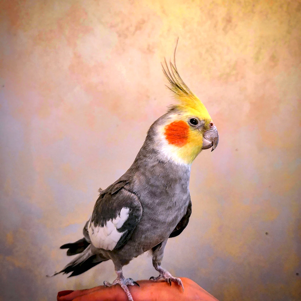 Попугай корелла самец