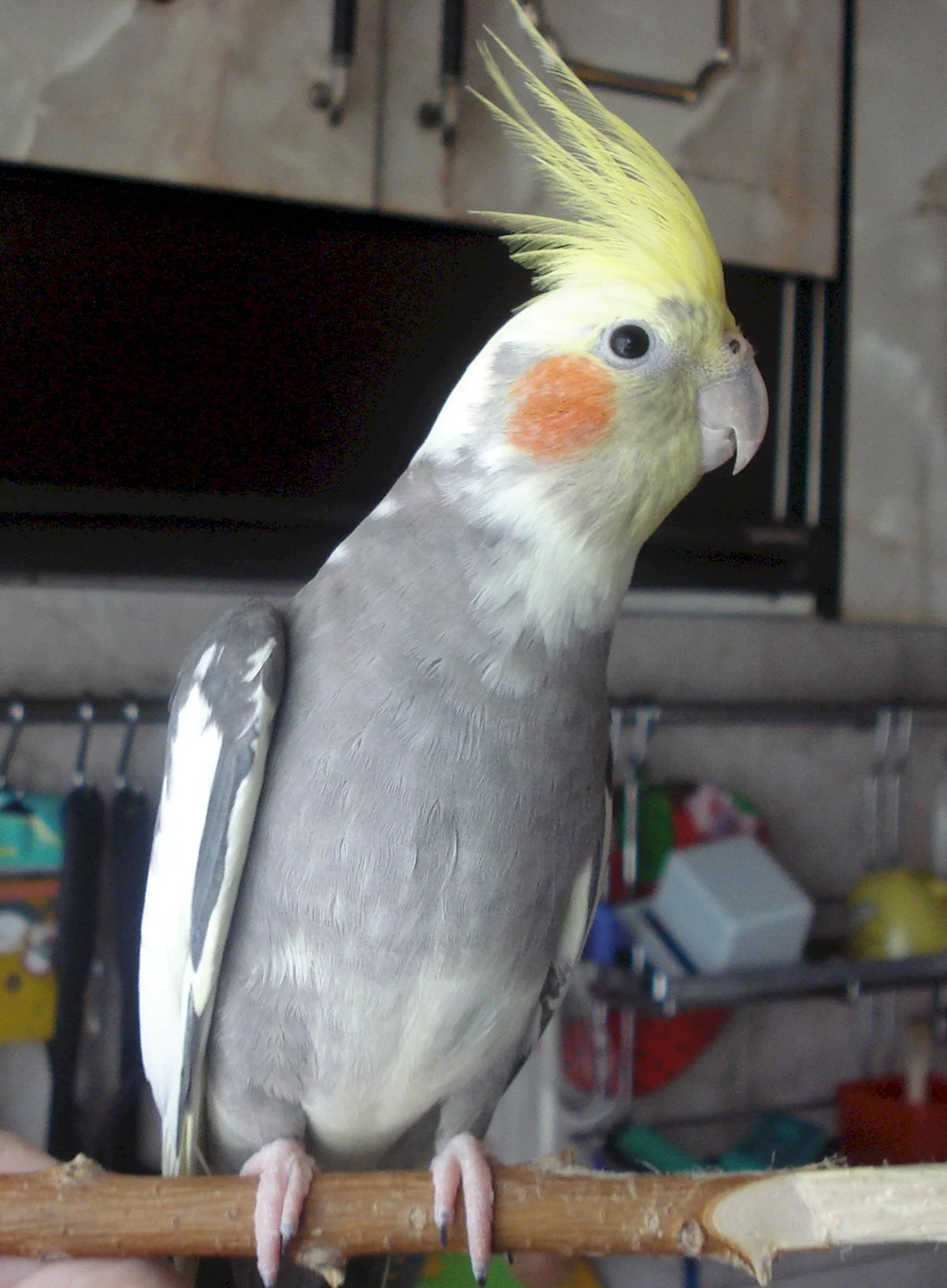 Попугай корелла серый