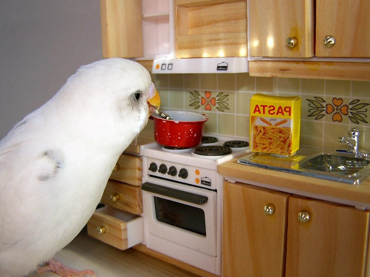 Попугай на кухне