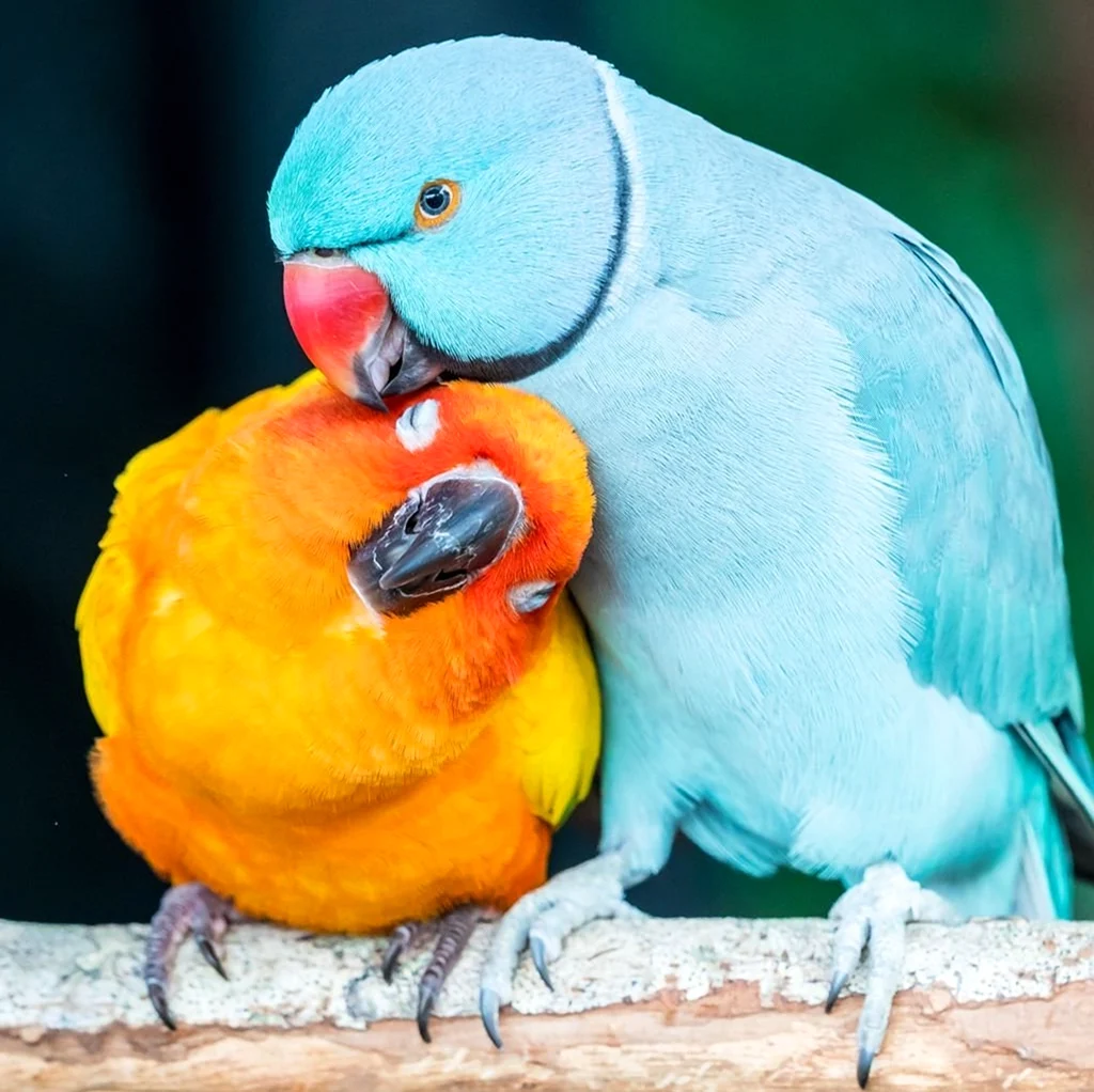 Попугаи неразлучники любовь