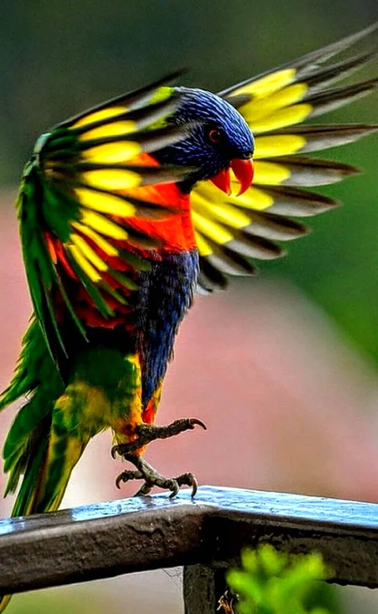 Попугай Радужный Какаду