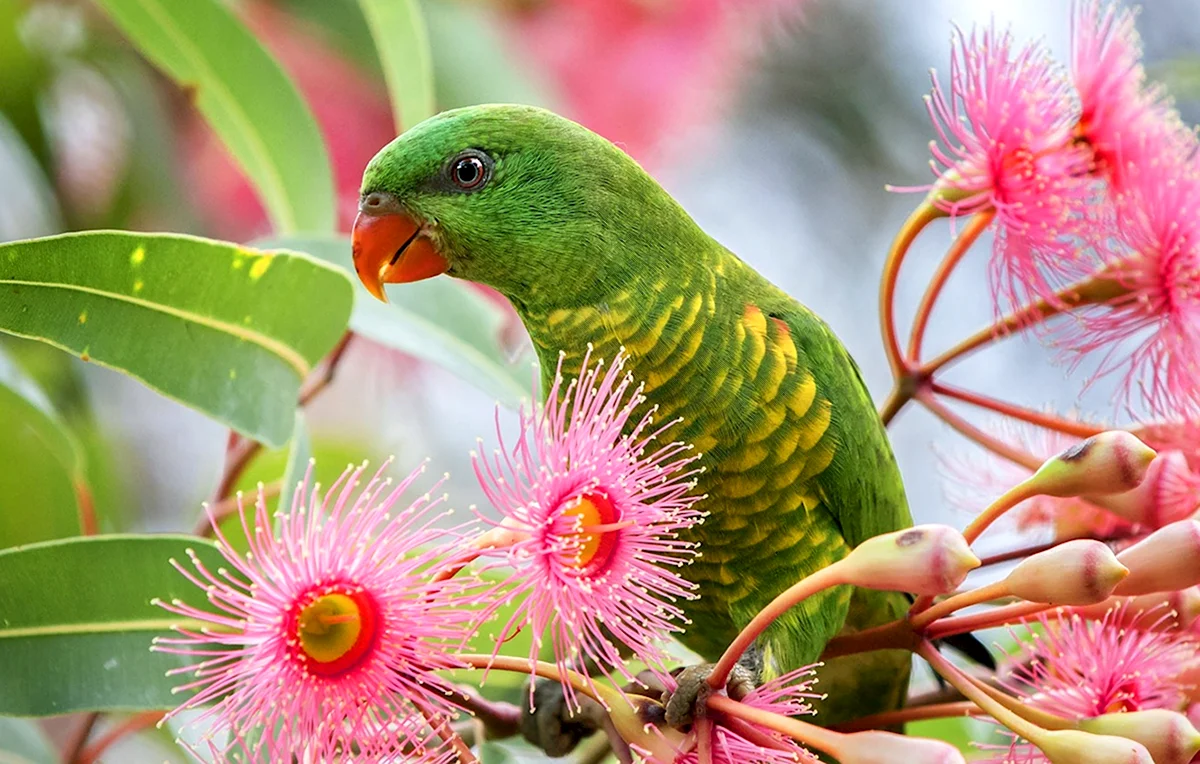 Попугай розовый и зелёный попугай