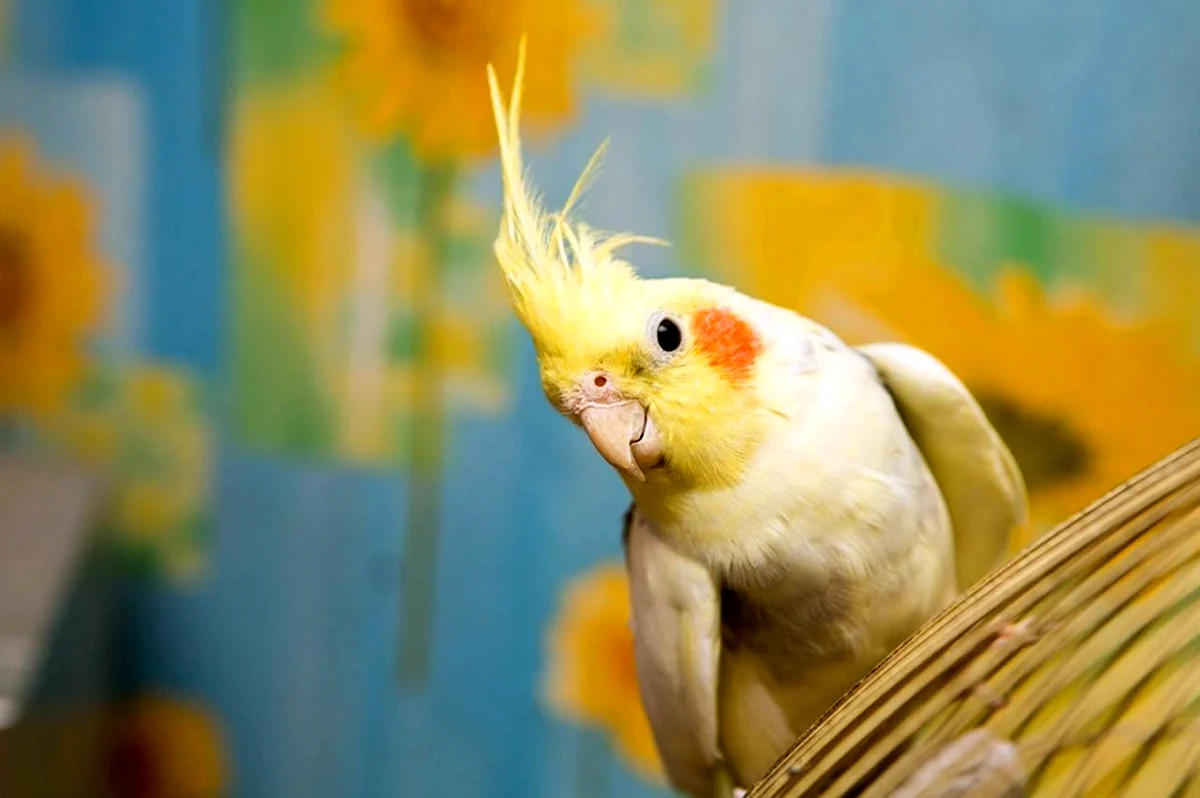 Попугай с голосом желтой