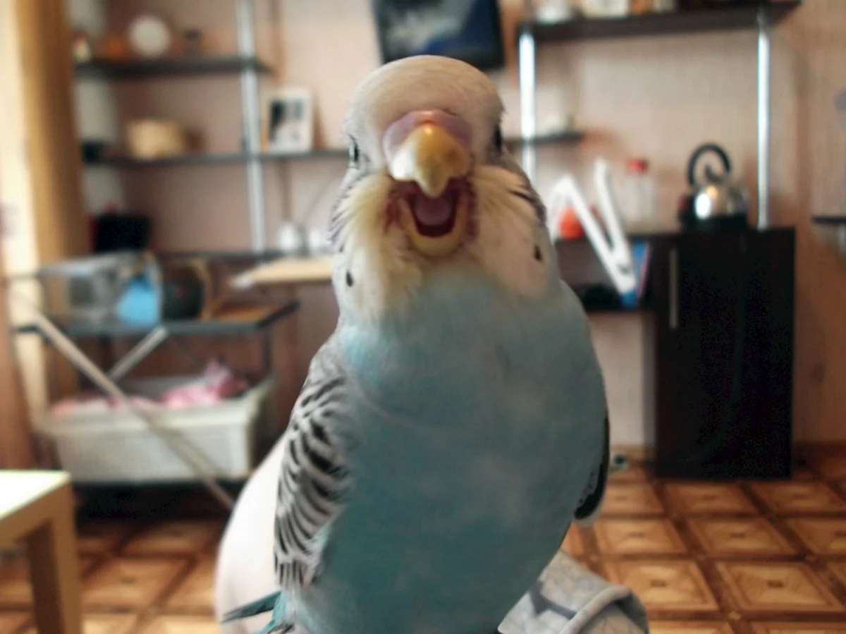 Попугай смеется