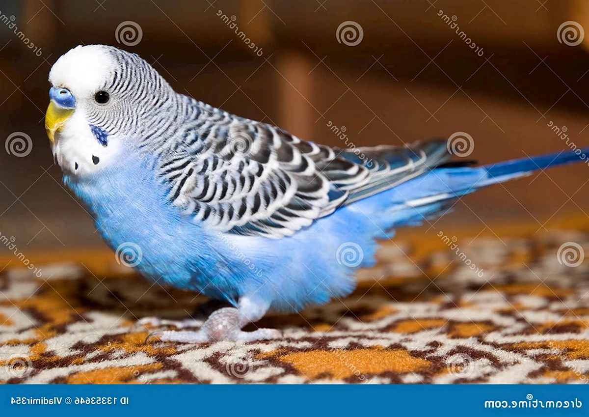 Попугай волнистый голубой