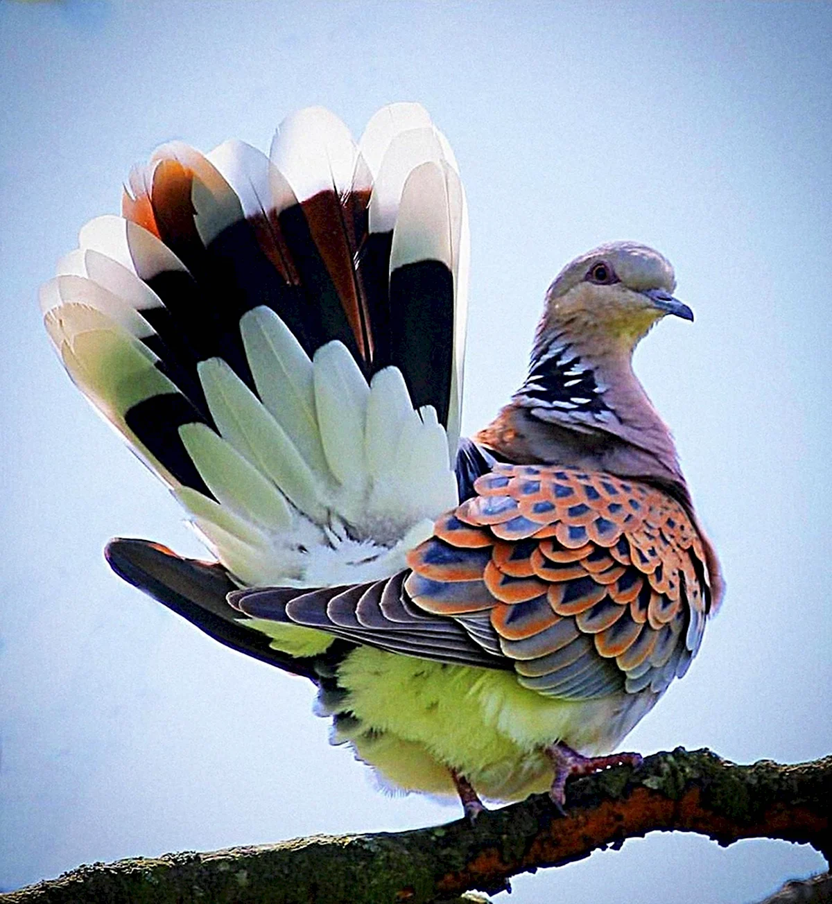 Попугайный голубь