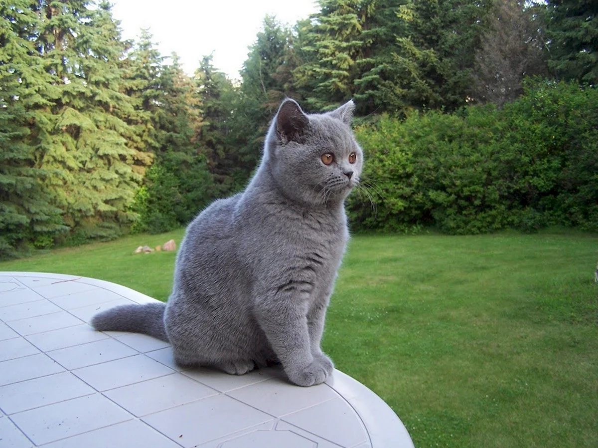 Кошка british shorthair. Британский короткошерстный кот серый. Британская кошка короткошерстная серая. Порода Бритиш Шортхэйр. Британская короткошёрстная British Shorthair.