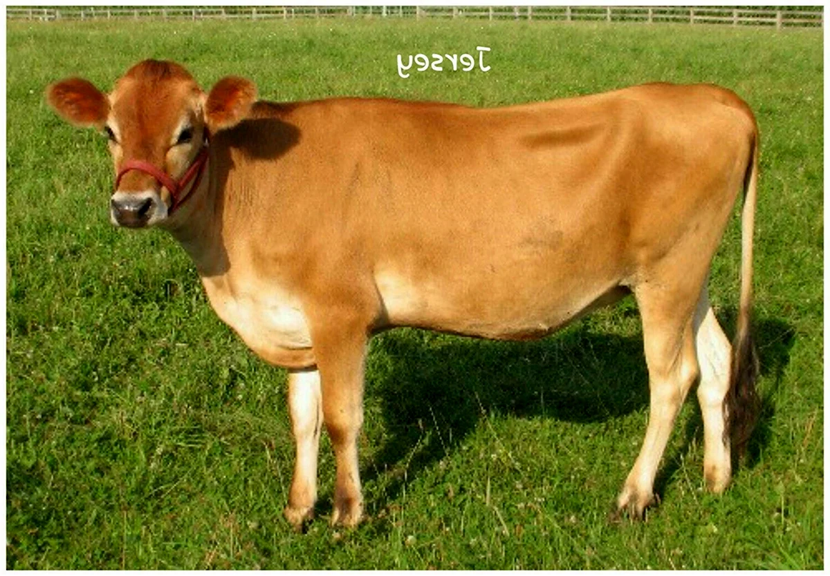 Порода коров джерси