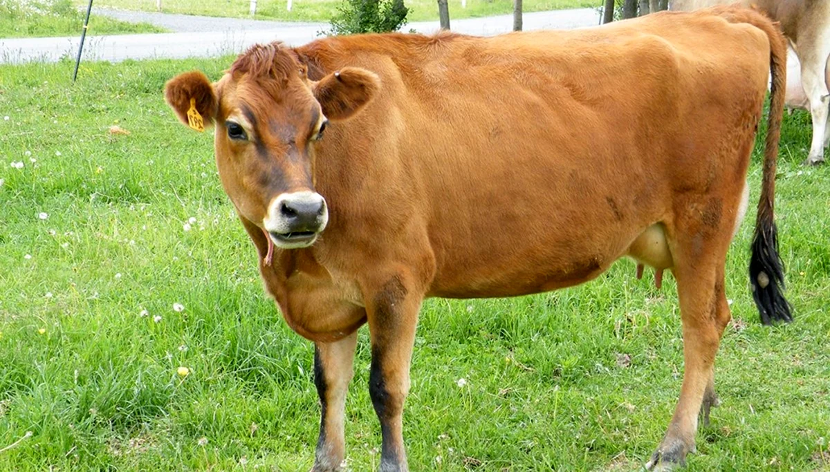 Порода коров Джессика