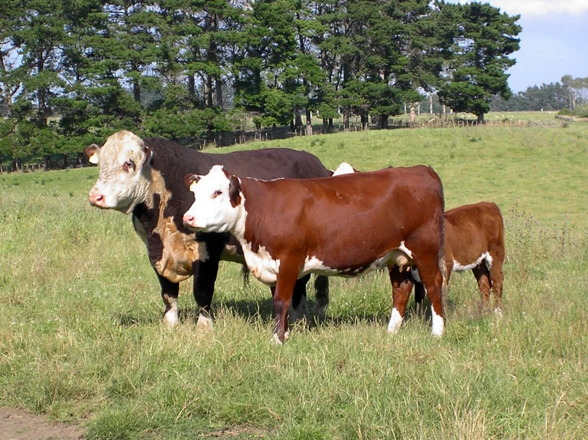 Порода коров Герефорд