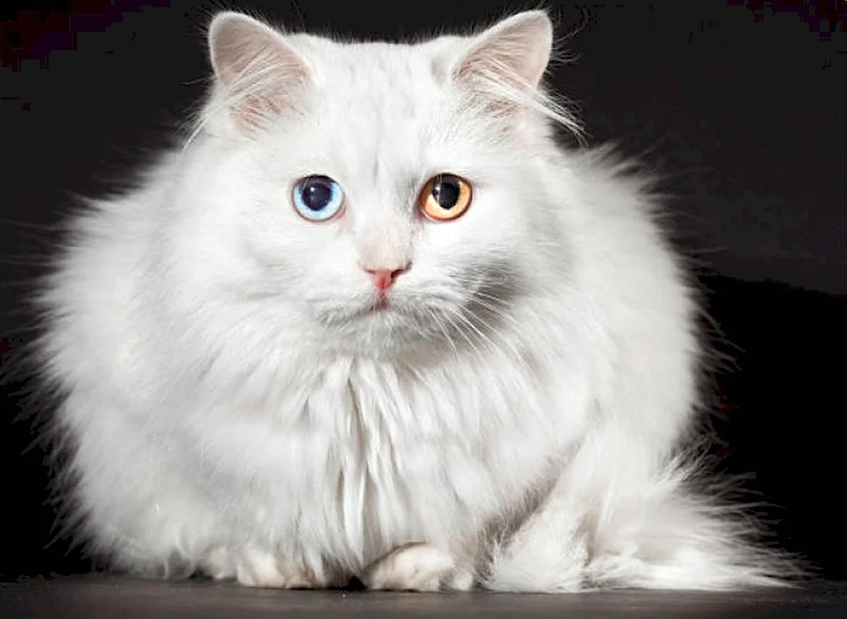 Порода кошек ангорская Сибирская