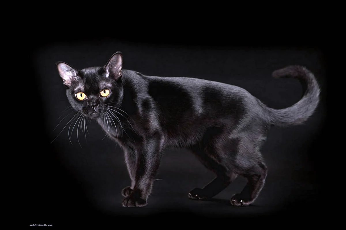 Порода кошек Бомбейская кошка