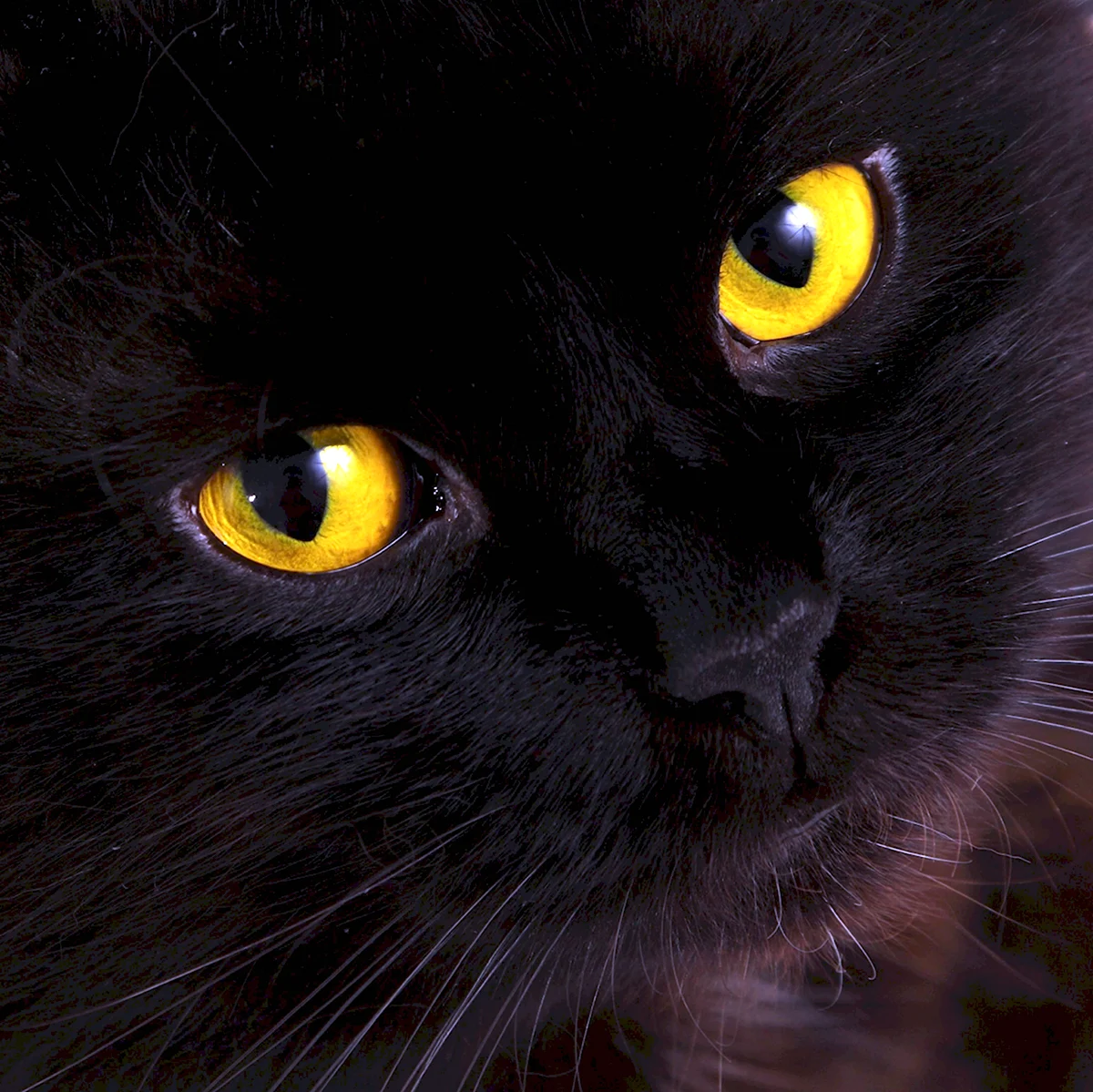 Порода кошек черная с желтыми глазами Бомбейская