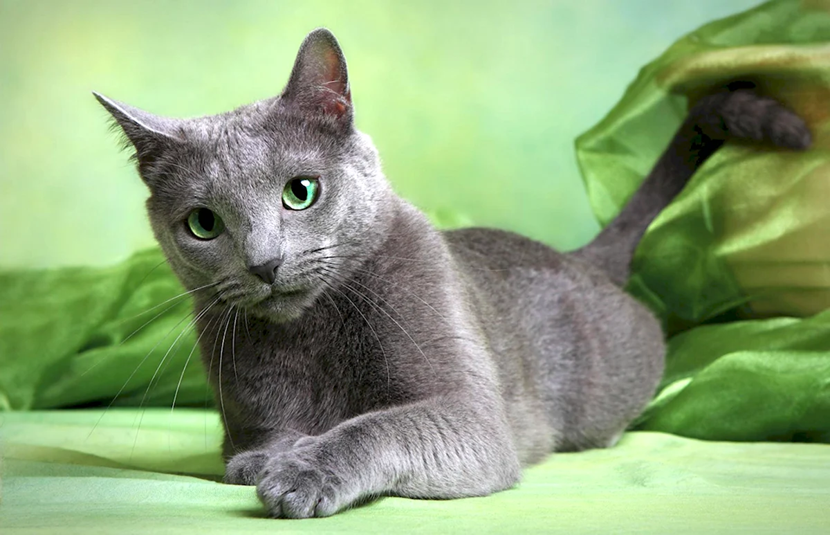 Порода кошек русская голубая