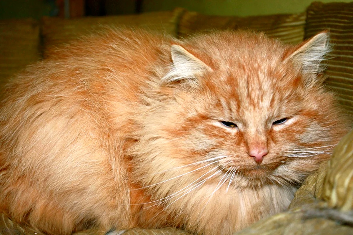 Порода кошек Сибирская рыжая