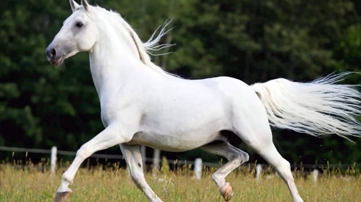 Порода лошадей Липицианская белые