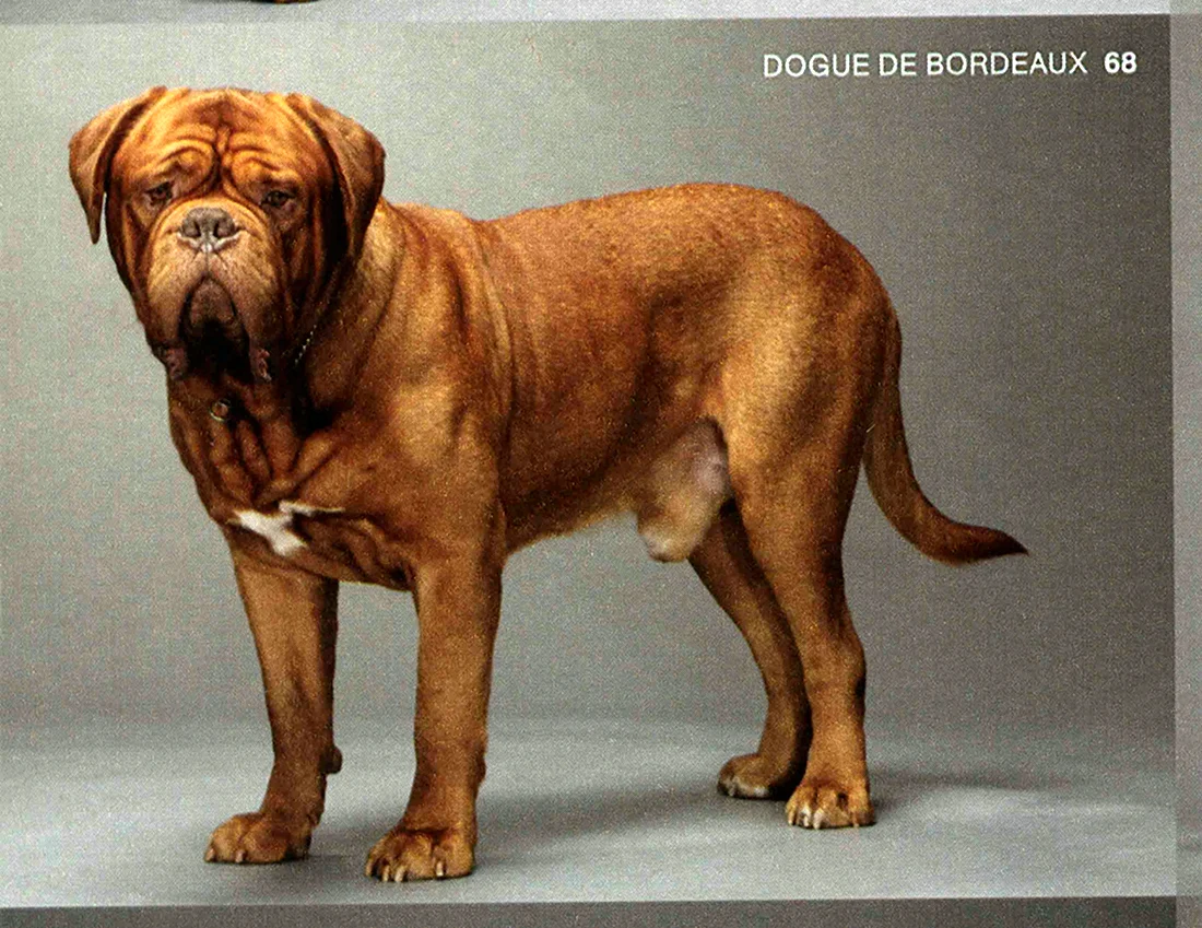 Порода собак Бордосский дог