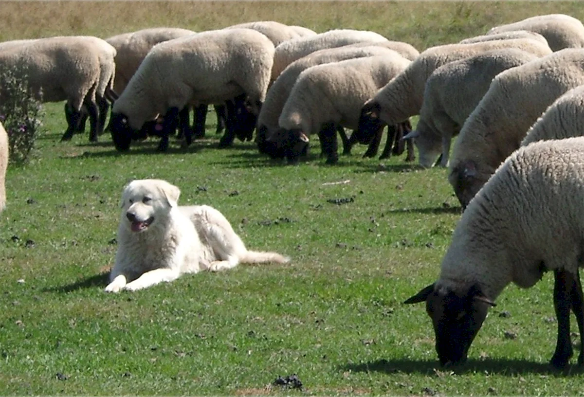 Порода собак Пастухов овец