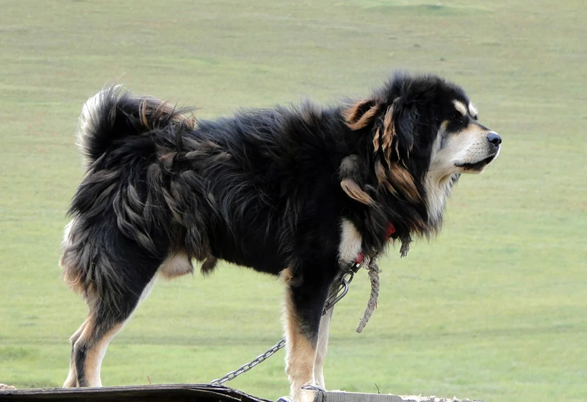 Порода собаки тибетский волкодав