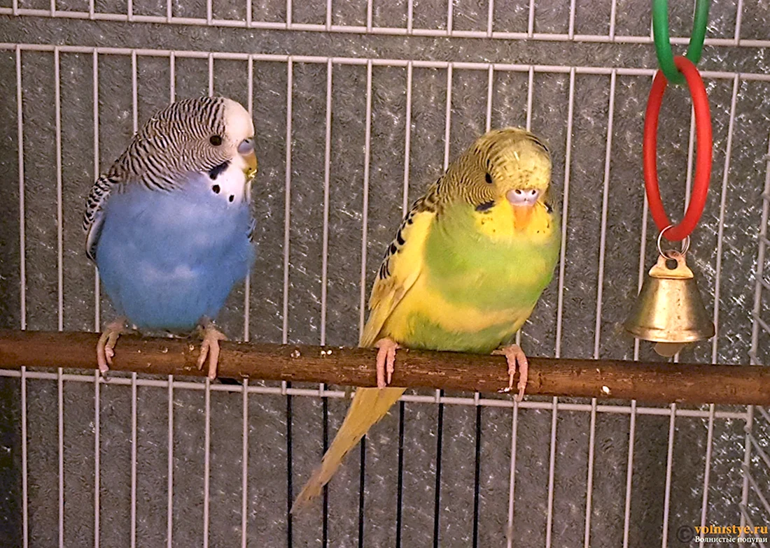 Породистые волнистые попугаи
