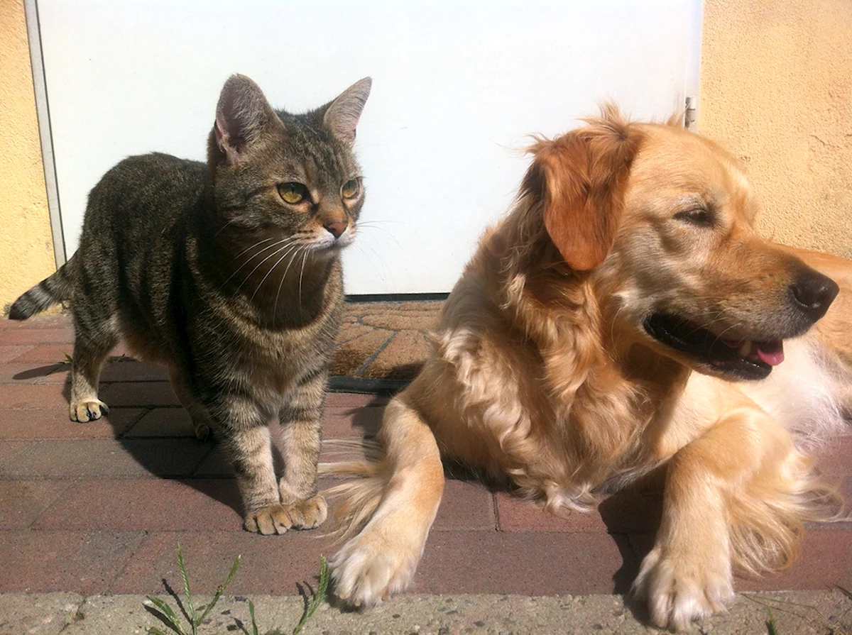 Породы домашних кошек и собак