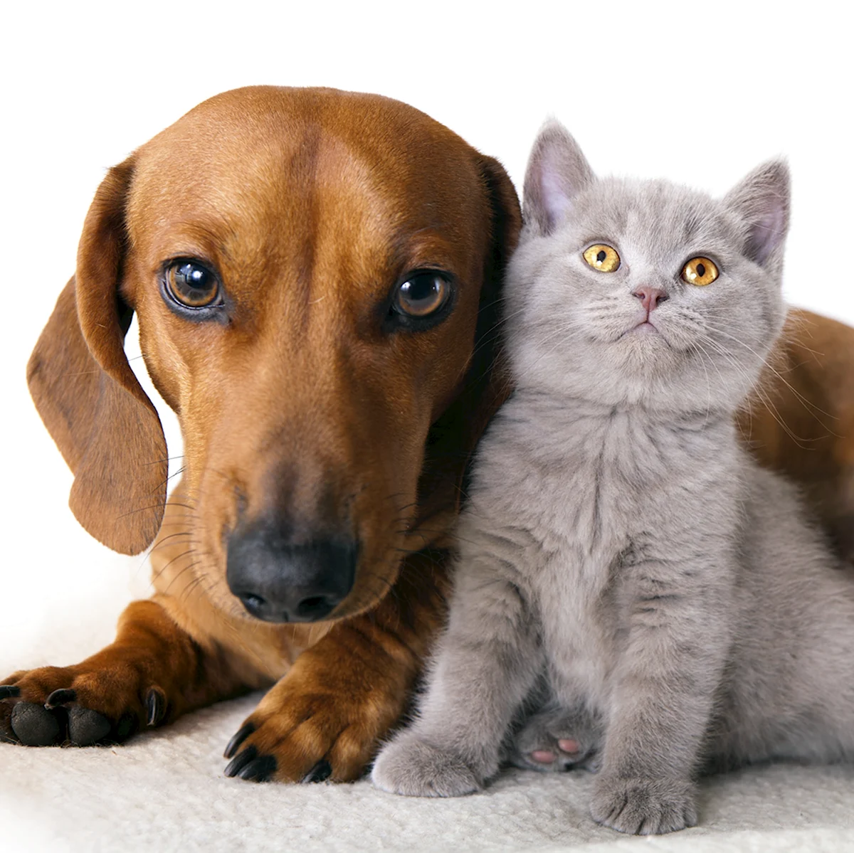 Породы кошек и собак