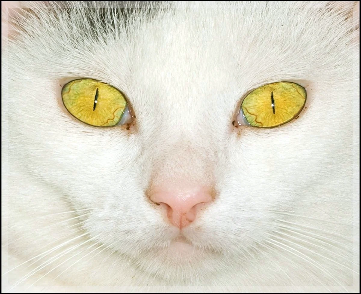 Породы котов с желтыми глазами с линией вместо зрачков