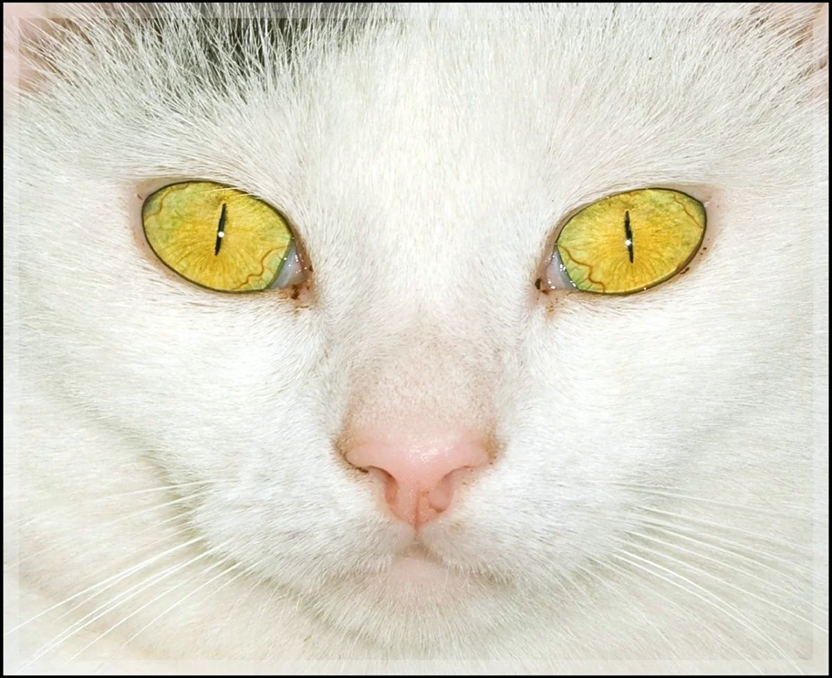 Породы котов с желтыми глазами с линией вместо зрачков