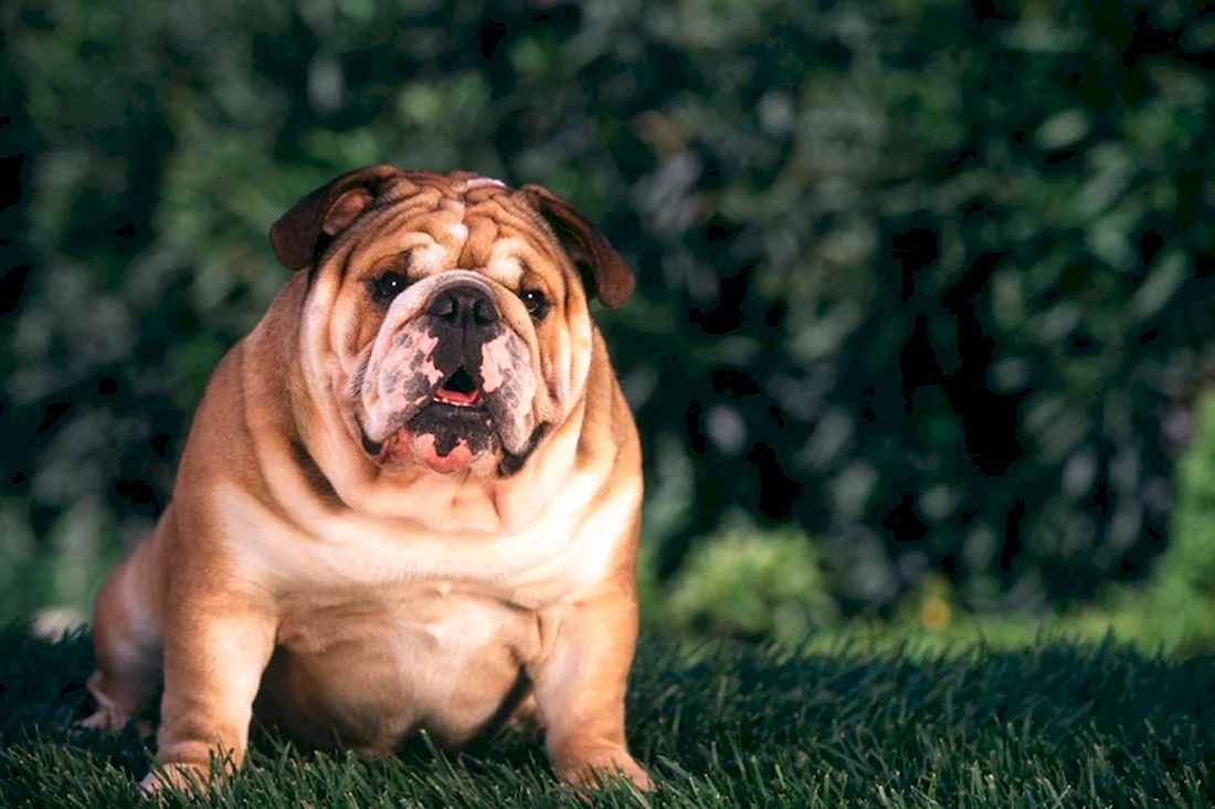 Породы толстых собак