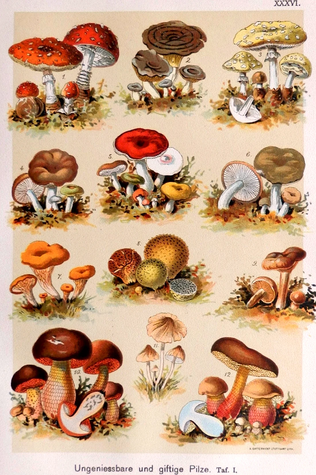 Постеры с видами грибов