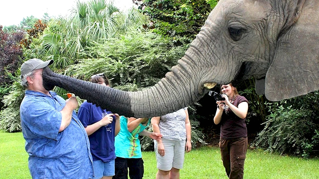 Поцелуй слона