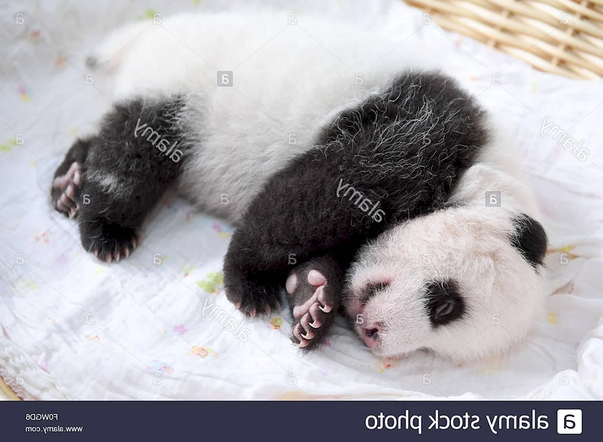 Поза панды новорожденного