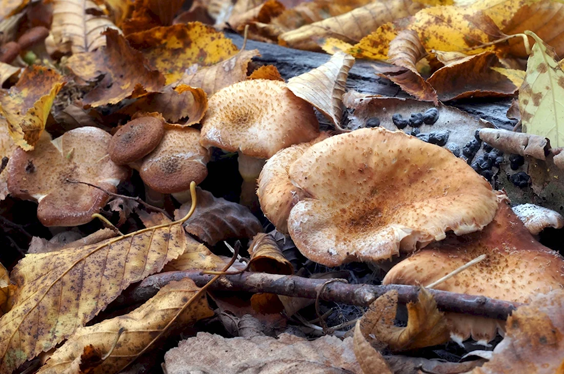Поздние грибы в октябре съедобные