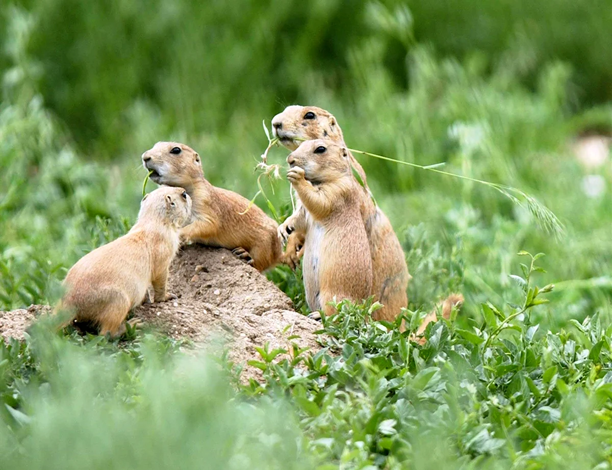 Prairie Dog — Луговая собачка