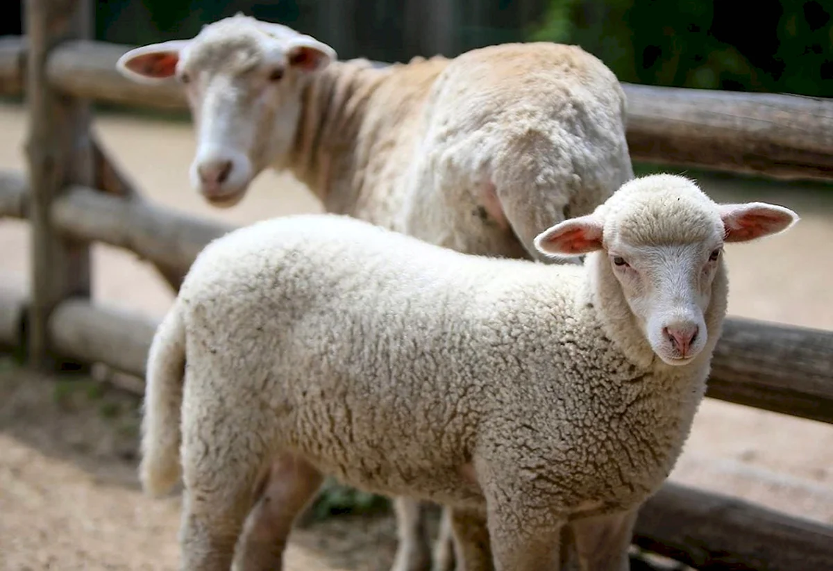 Прекос порода овец