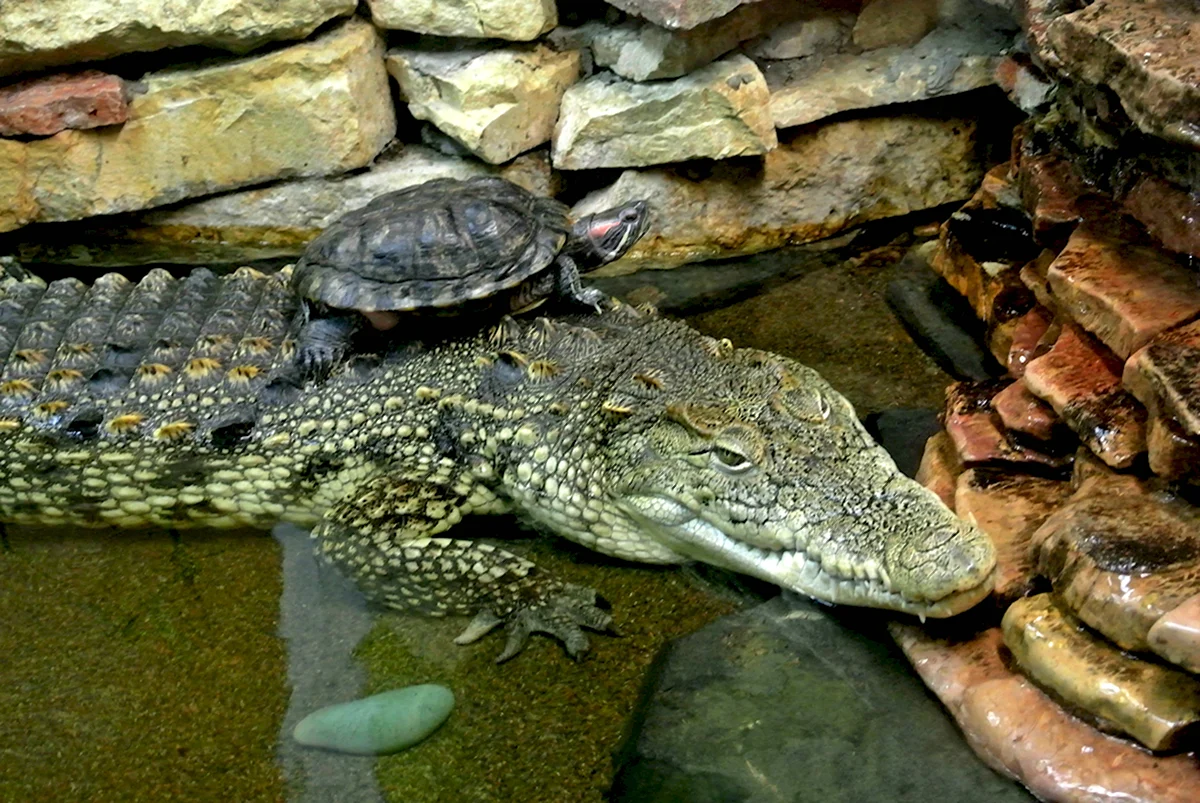 Пресмыкающиеся крокодилы черепахи