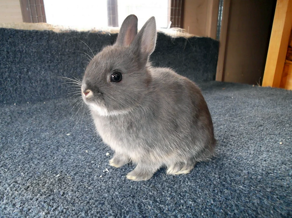 Прямоухий карликовый кролик