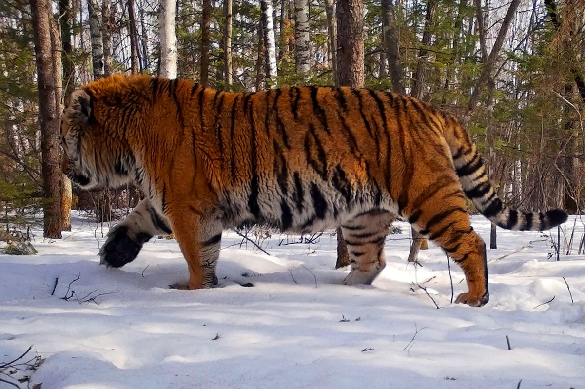 Приморский тигр