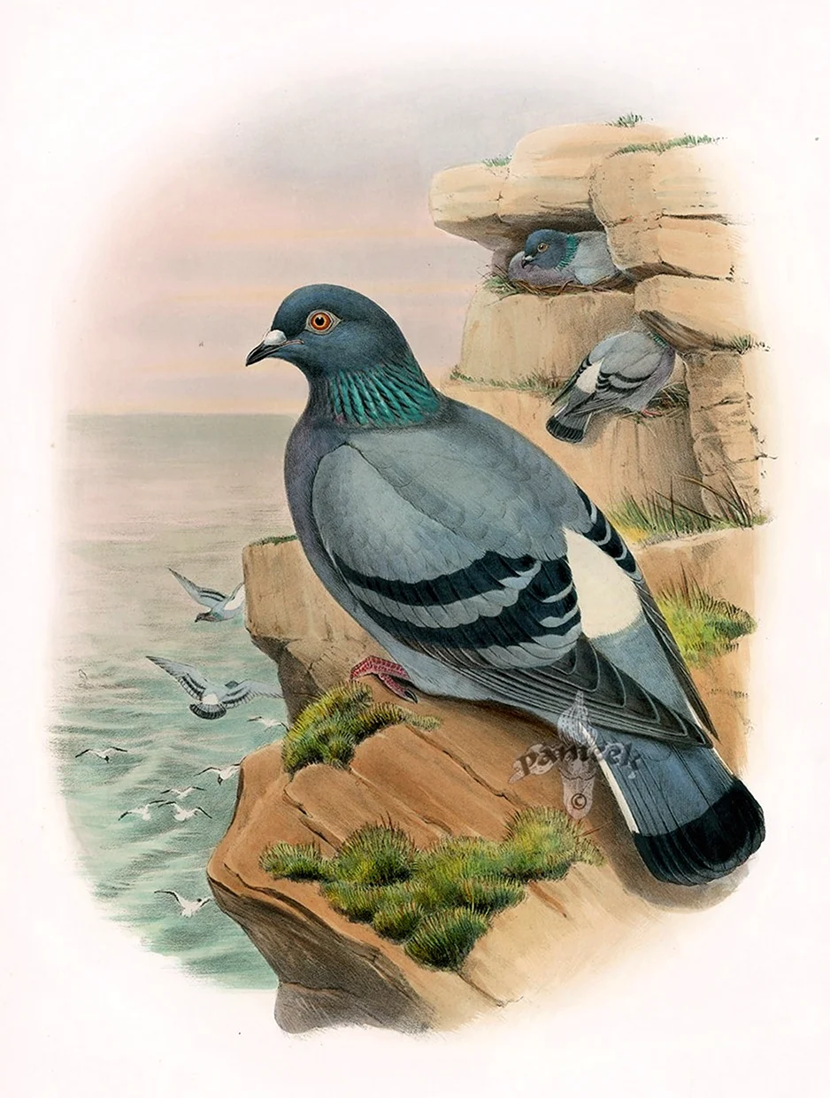 Принт John Gould Birds great Britain 1st Edition 1862