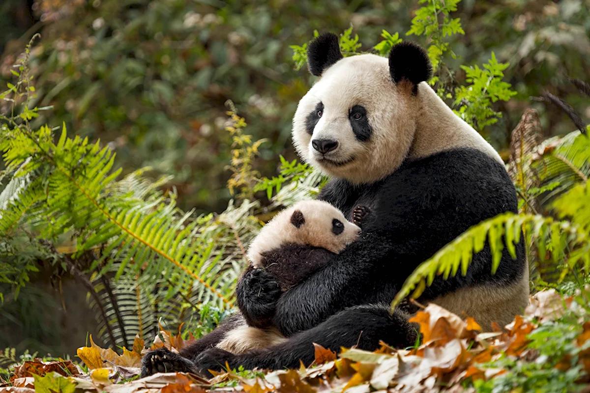 Природа Китая Панда