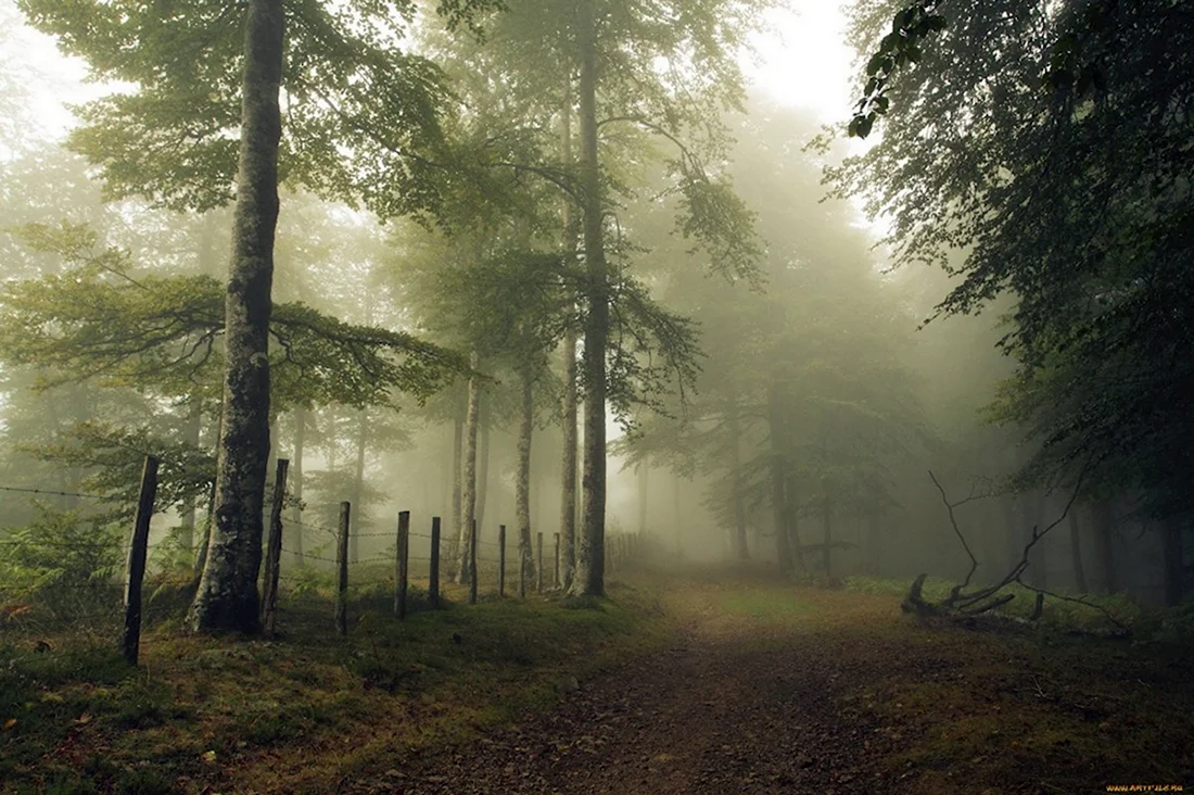 Природа лес туман