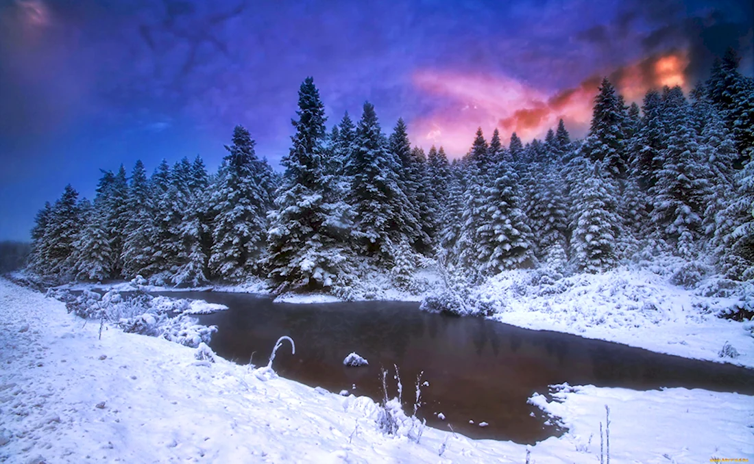 Природа зима ночь лес