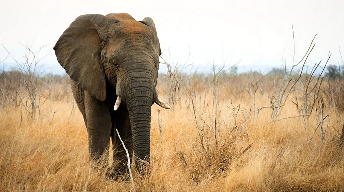 Продолжительность жизни слонов в дикой природе