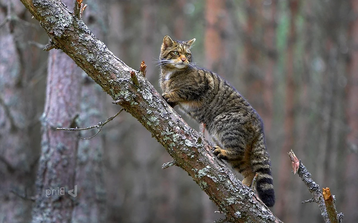 Прыжки лесного кота